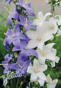Campanula pyramidalis mix seeds  - (Chimney Bellflower)