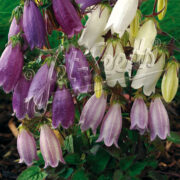 Campanula punctata 'Ring of Bells' seed