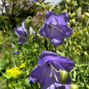 Campanula persicafolia 'Telham Beauty' seeds - (Peach-leaf bellflower)