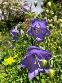 Campanula persicafolia 'Telham Beauty' seeds - (Peach-leaf bellflower)