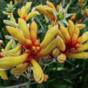 Anigozanthos humilis seeds - (Catspaws)
