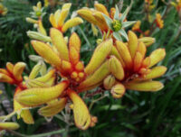 Anigozanthos humilis seeds - (Catspaws)
