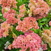 Celosia argentea cristata 'Crystal Beauty' seeds - (Crested  Coxscomb)