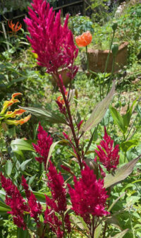 Celosia argentea  'Dark Pink Plume' seeds - (Plumed Coxcomb) - Image 2