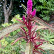 Celosia spicata 'Flamingo Feathers Purple and Pink mix' seeds