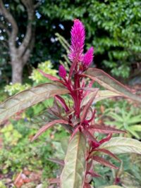 Celosia spicata 'Flamingo Feathers Purple' seeds