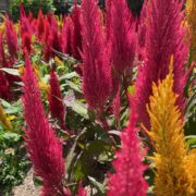 Celosia argentea var plumosa 'Pampas Plume Mix' seeds