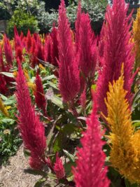 Celosia argentea var plumosa 'Pampas Plume Mix' seeds