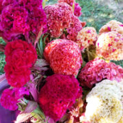 Celosia argentea cristata 'Temple Bells' - (Cockscomb)