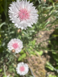 Centaurea cyanus 'Classic Romantic mix' seeds - ( Cornflower3