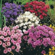 Centaurea cyanus 'Florence mix' seeds - (Cornflower)