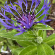 Centaurea montana seeds - (Mountain Bluet, Blue Perennial Cornflower)
