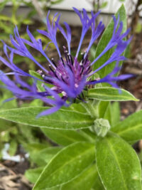 Centaurea montana seeds - (Mountain Bluet, Blue Perennial Cornflower)