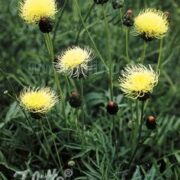 Centaurea ruthenica seeds - (Russian Knapweed, Star Thistle)