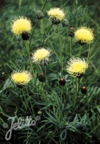 Centaurea ruthenica seeds - (Russian Knapweed, Star Thistle)