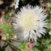 Centaurea moschata 'The Bride' seeds - ( Sweet Sultan)