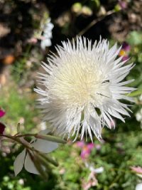 Centaurea moschata 'The Bride' seeds - ( Sweet Sultan)