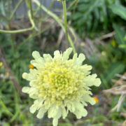 Cephalaria gigantea seeds - (Giant Pincushion Flower)