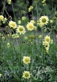 Cephalaria gigantea plants