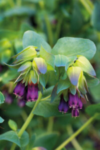 Cerinthe major 'Purple Belle'  seeds - (Blue Shrimp Plant , Honeywort)