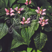 Chelone lyonii 'Pink Temptation' seeds - (Shell Flower, Turtle Head)