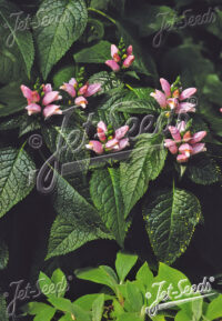Chelone lyonii 'Pink Temptation' seeds - (Shell Flower, Turtle Head)