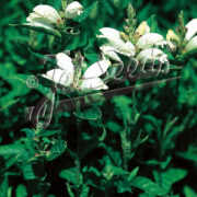 Chelone obliqua var alba seeds - (Turtlehead, Shellflower)