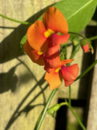 Chorizema diversifolium seeds - ( Climbing Flame Pea) - Image 3