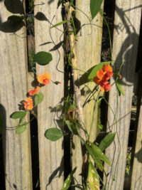 Chorizema diversifolium seeds - ( Climbing Flame Pea) - Image 2
