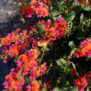 Chorizema cordatum seeds - (Heart-leaf Flame Pea)