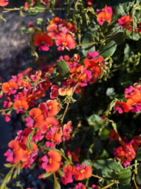 Chorizema cordatum seeds - (Heart-leaf Flame Pea)