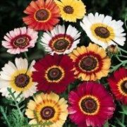 Chrysanthemum carinatum 'Rainbow Mix' seeds - (Painted Daisy)