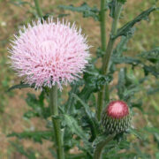 Cirsium japonica 'Pink Beauty' seeds