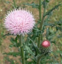 Cirsium japonica 'Pink Beauty' seeds