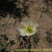Cistanthe grandiflora var white seeds - (Calandrinia spectabilis Rock Purslane)