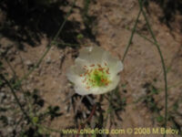 Cistanthe grandiflora var white seeds - (Calandrinia spectabilis Rock Purslane)