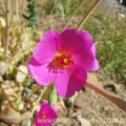 Cistanthe grandiflora seeds - ( Calandrinia spectabilis, Rock Purslane)