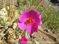 Cistanthe grandiflora seeds - ( Calandrinia spectabilis, Rock Purslane)