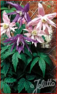 Clematis macropetala hybrids mixed seeds