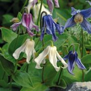 Clematis integrifolia 'Mongolian Bells' seeds