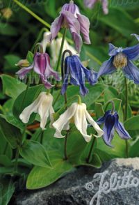 Clematis integrifolia 'Mongolian Bells' seeds