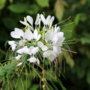 Cleome hassleriana 'Helen Campbell White' seeds - (Spider Flower, Cleome spinosa)