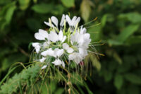 Cleome hassleriana 'Helen Campbell White' seeds - (Spider Flower, Cleome spinosa)