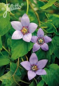 Codonopsis convolvulacea seeds - ( Nepalensis)