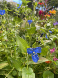 Commelina coelestis - ( Sleeping Beauty)