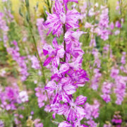 Consolida ajaca 'Splish Splash' seeds  - ( Larkspur, delphinium consolida)
