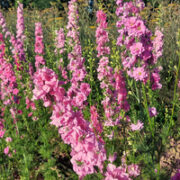 Consolida ajaca 'Tall Pink' seeds - ( Larkspur, Delphinium consolida)