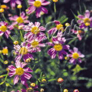 Coreopsis rosea 'American Dream' seeds - (Tickseed)