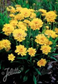 Coreopsis grandiflora 'Early Sunrise' seeds