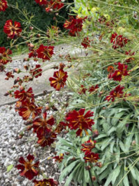Coreopsis tinctoria 'Roulette' seeds - (Tickseed)